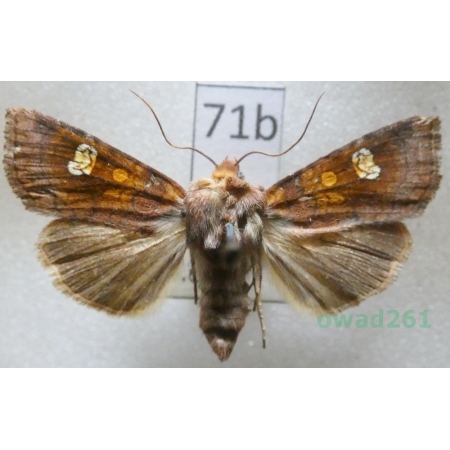 Amphipoea oculea (Linnaeus, 1761) Czech71b